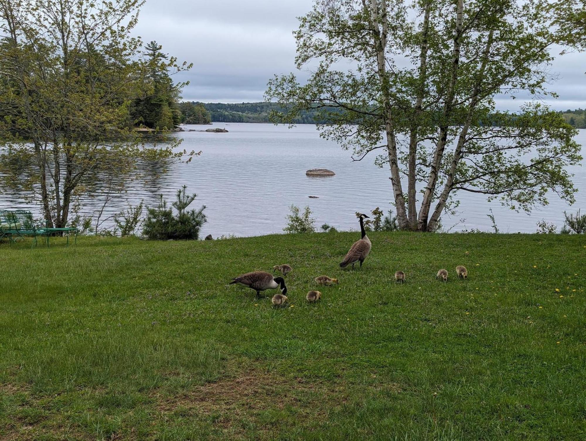 Alamoosook Lakeside Inn Orland 外观 照片